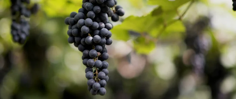 Vinho-para-todas-as-ocasioes-uva-vinicula