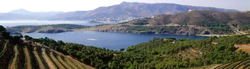 vinho vegano adega bartolomeu